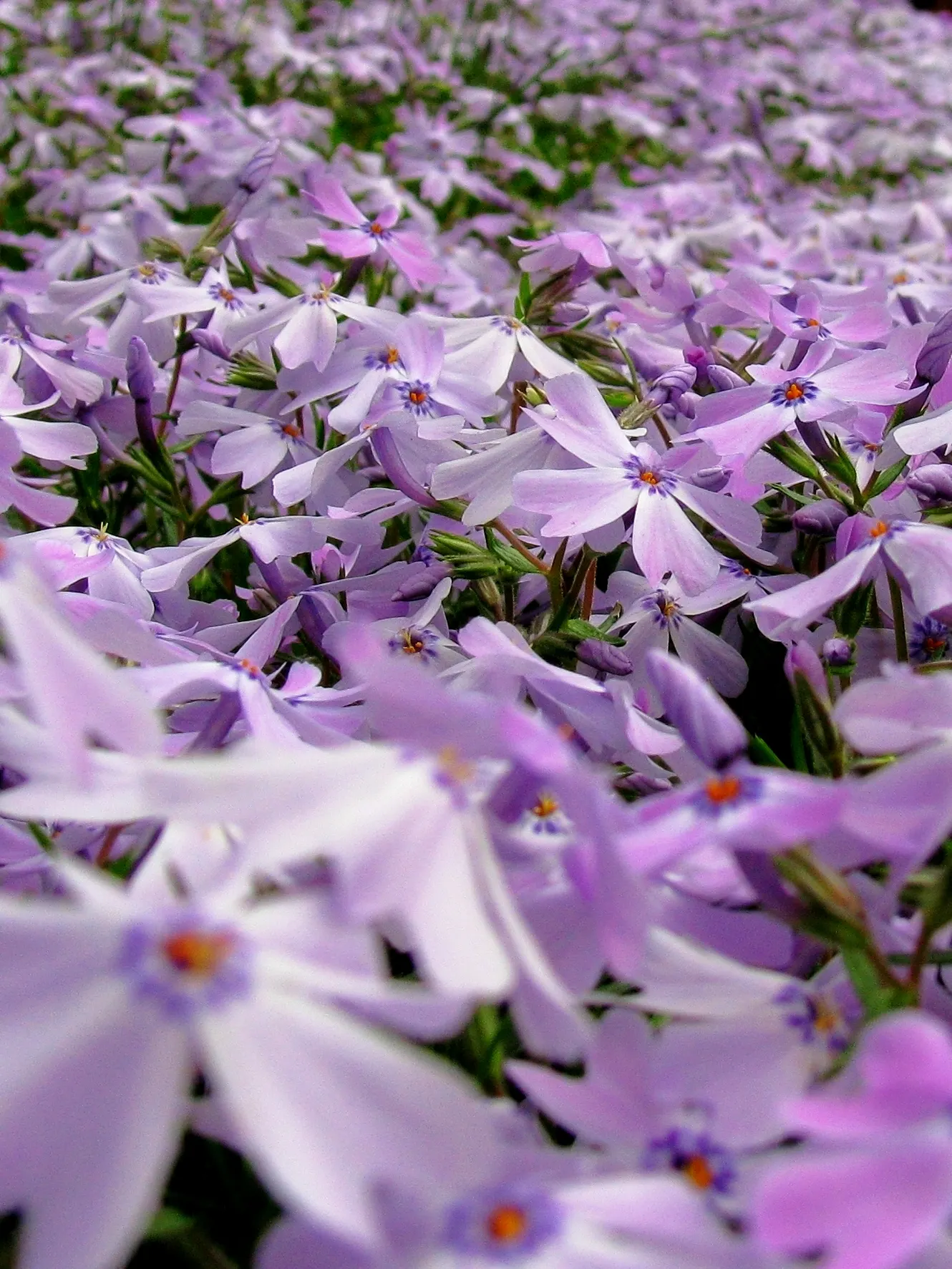 Moss Phlox (Phlox Subulata) — Ideal for rock gardens or edging, it reaches 6 inches tall, spreading to 2 feet