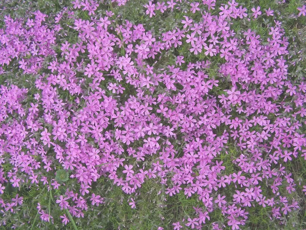 Moss Phlox (Phlox Subulata) — lending a fine-textured appearance year-round