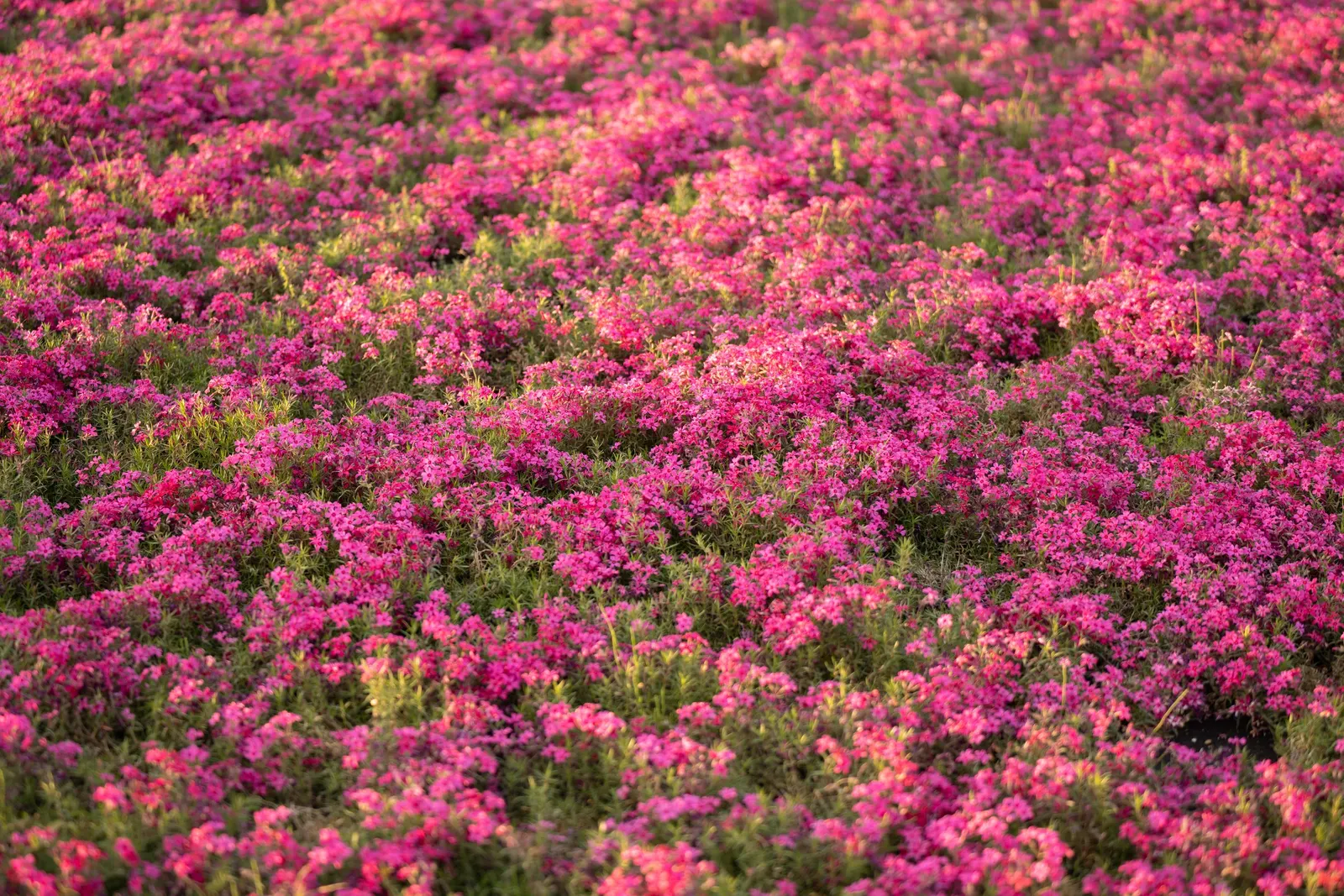 Moss Phlox (Phlox Subulata) — and attracts butterflies and hummingbirds; each measuring about 0.5 inches across, image 81