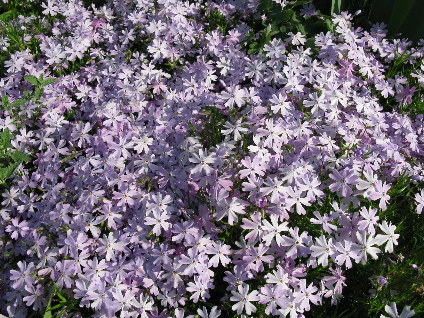 Moss Phlox (Phlox Subulata) — it's an ideal ground cover for slopes; preferring well-drained soil but able to tolerate sandy or rocky conditions, image 60