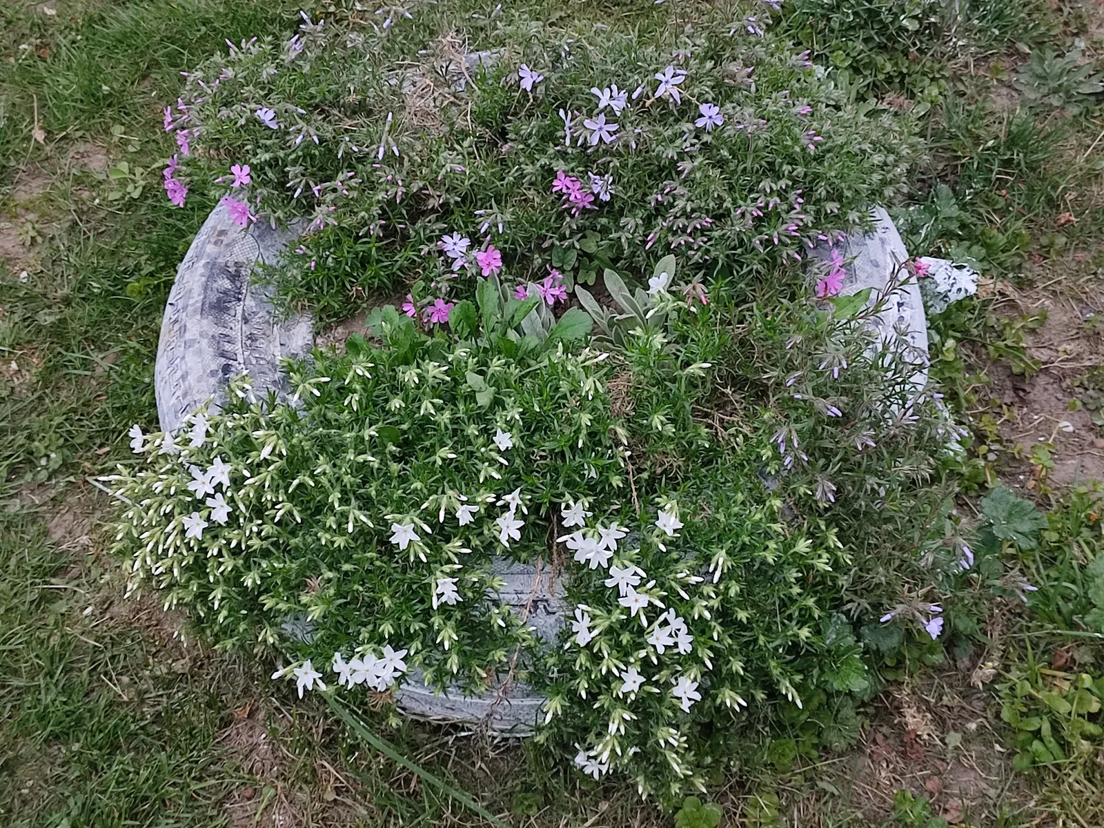 Moss Phlox (Phlox Subulata) — perennial for full