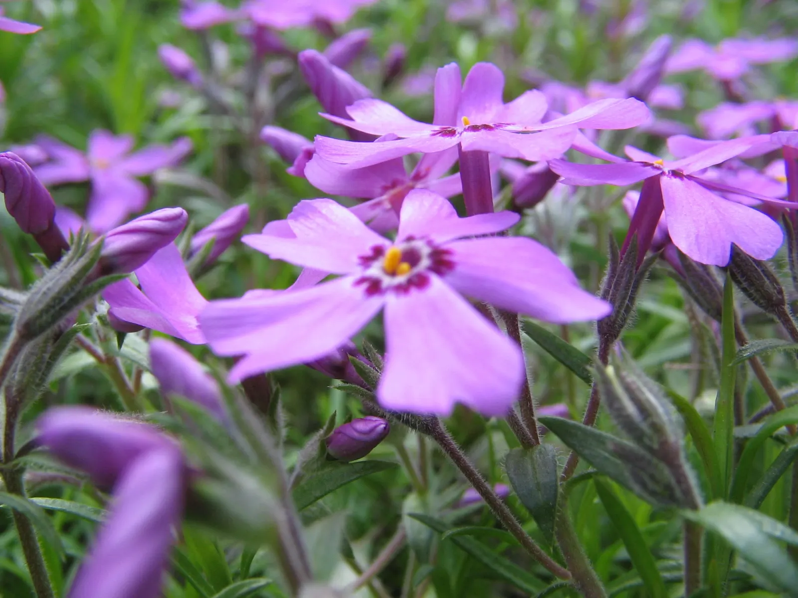 Moss Phlox (Phlox Subulata) — Phlox subulata is resistant to deer and drought; this perennial has low water needs once established, image 71