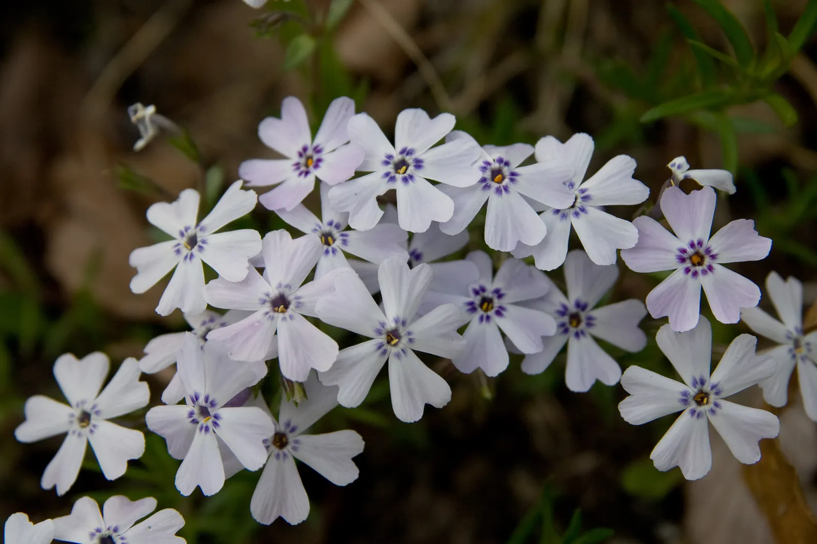 Moss Phlox (Phlox Subulata) — Phlox subulata is resistant to deer and drought
