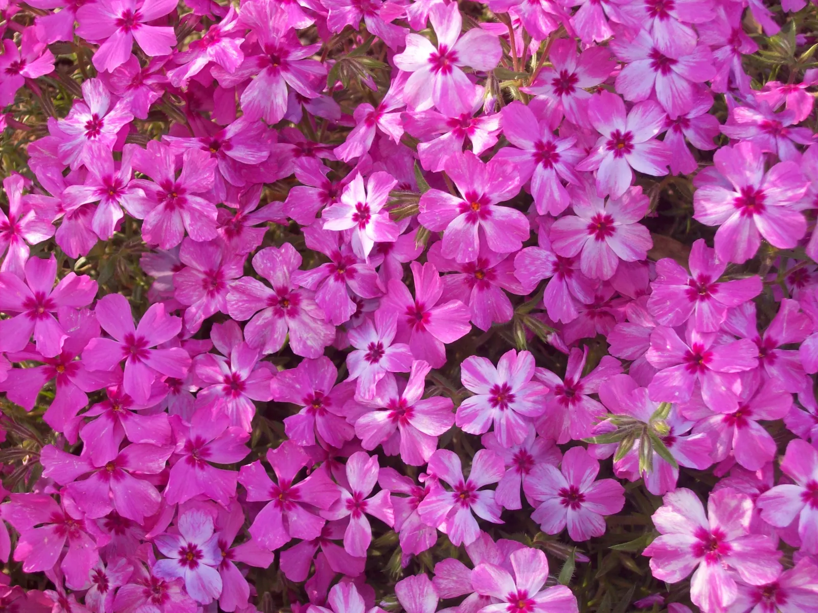 Moss Phlox (Phlox Subulata) — In late spring to early summer; and attracts butterflies and hummingbirds