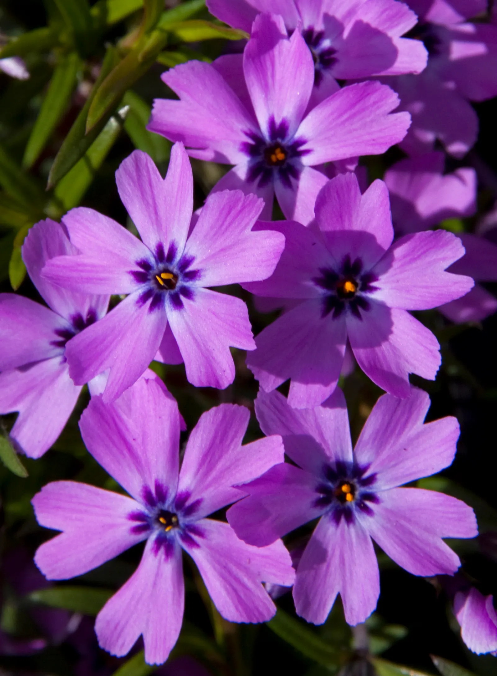 Moss Phlox (Phlox Subulata) — It has a moderate growth rate and requires full sun for best blooming, although it can endure light shade; purple, image 68