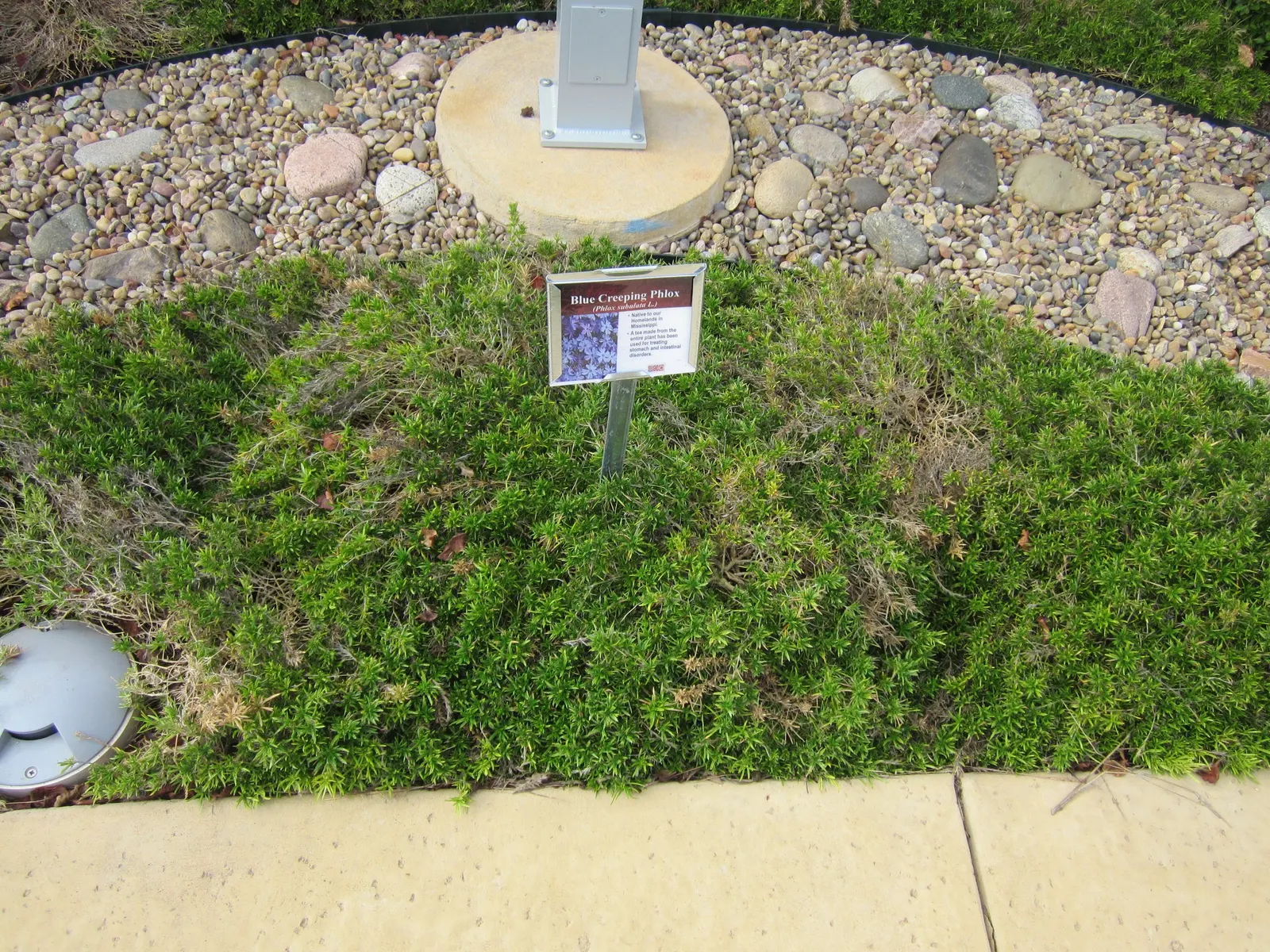 Moss Phlox (Phlox Subulata) — making it a smart choice for xeriscaping or low-maintenance gardens; in late spring to early summer
