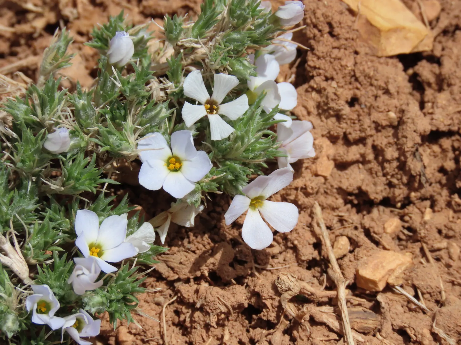 Moss Phlox (Phlox Subulata) — creating an eye-catching effect.<br><br>Moss Phlox is highly adaptable; with a growth habit that reaches a modest height of 4 to
