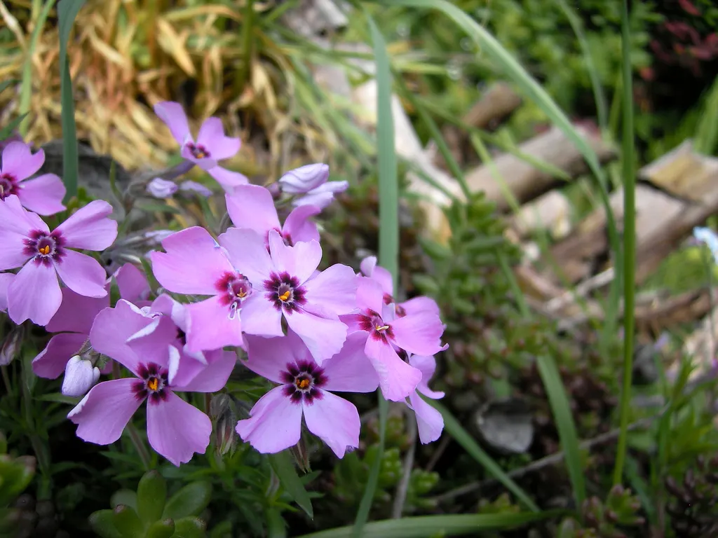 Moss Phlox (Phlox Subulata) — and attracts butterflies and hummingbirds