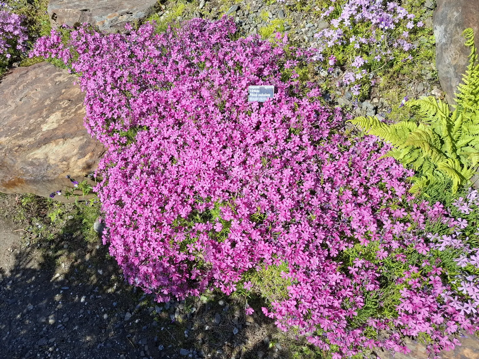 Moss Phlox (Phlox Subulata) — This perennial has low water needs once established