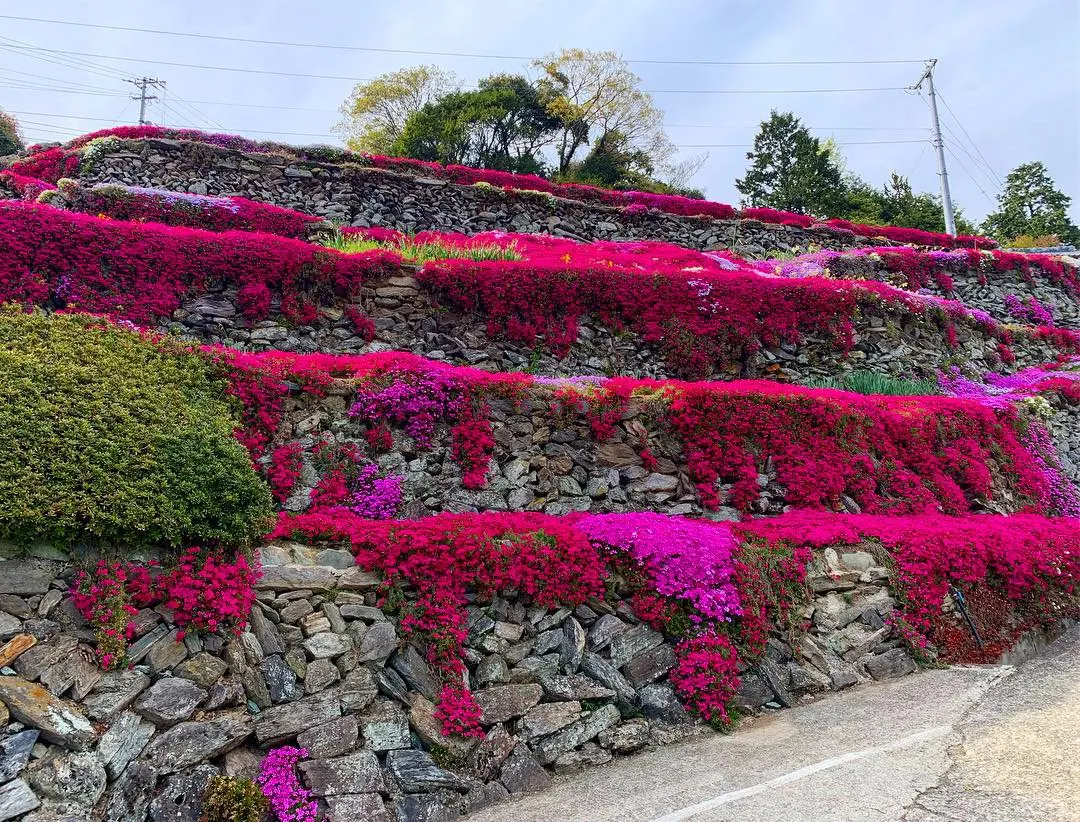 Moss Phlox (Phlox Subulata) — making it a smart choice for xeriscaping or low-maintenance gardens; in late spring to early summer, image 70