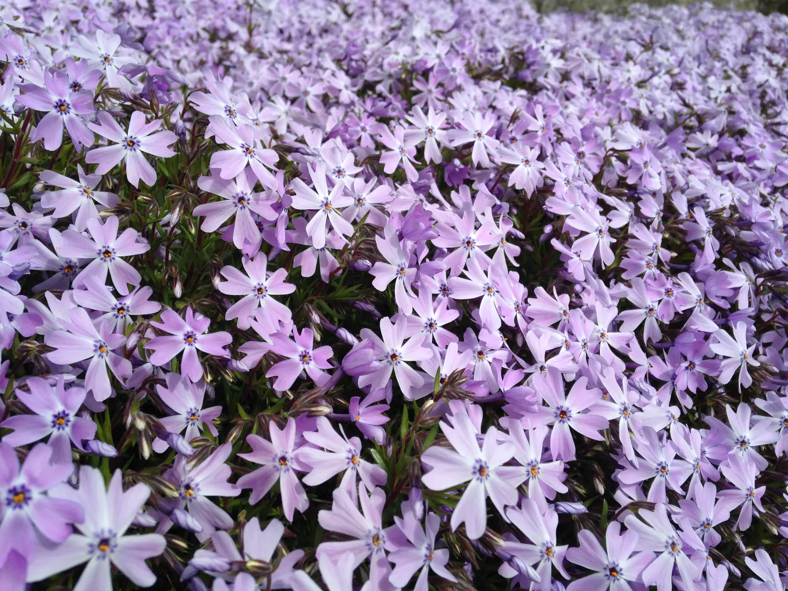 Moss Phlox (Phlox Subulata) — each measuring about 0.5 inches across; making it a smart choice for xeriscaping or low-maintenance gardens