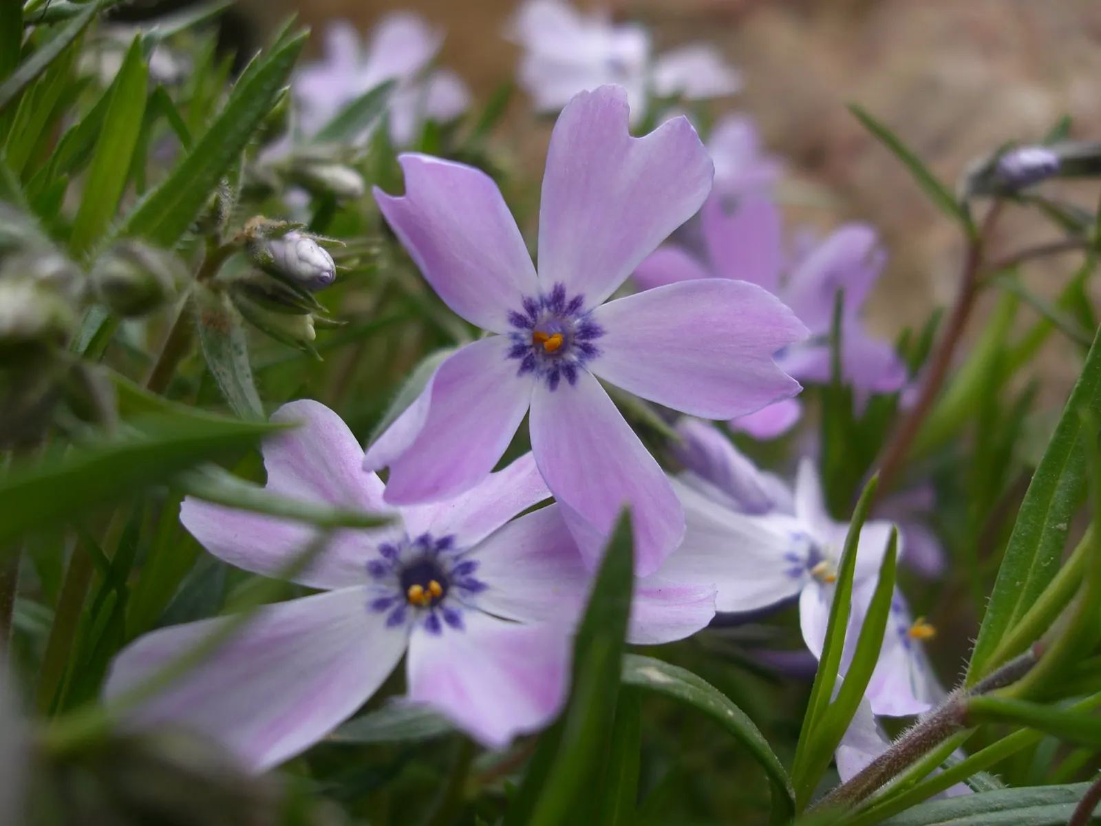 Moss Phlox (Phlox Subulata) — perennial for full; further enhancing its desirability for sustainable landscaping endeavors