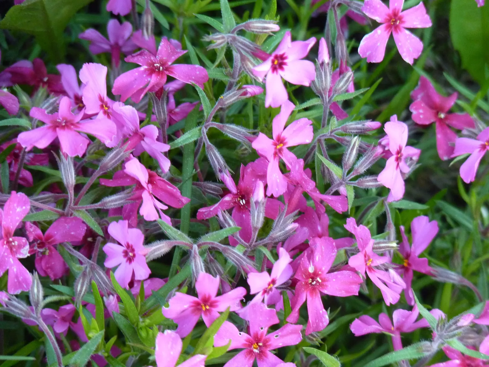 Moss Phlox (Phlox Subulata) — the plant becomes a stunning quilt of color as it bursts into a profusion of star-shaped flowers