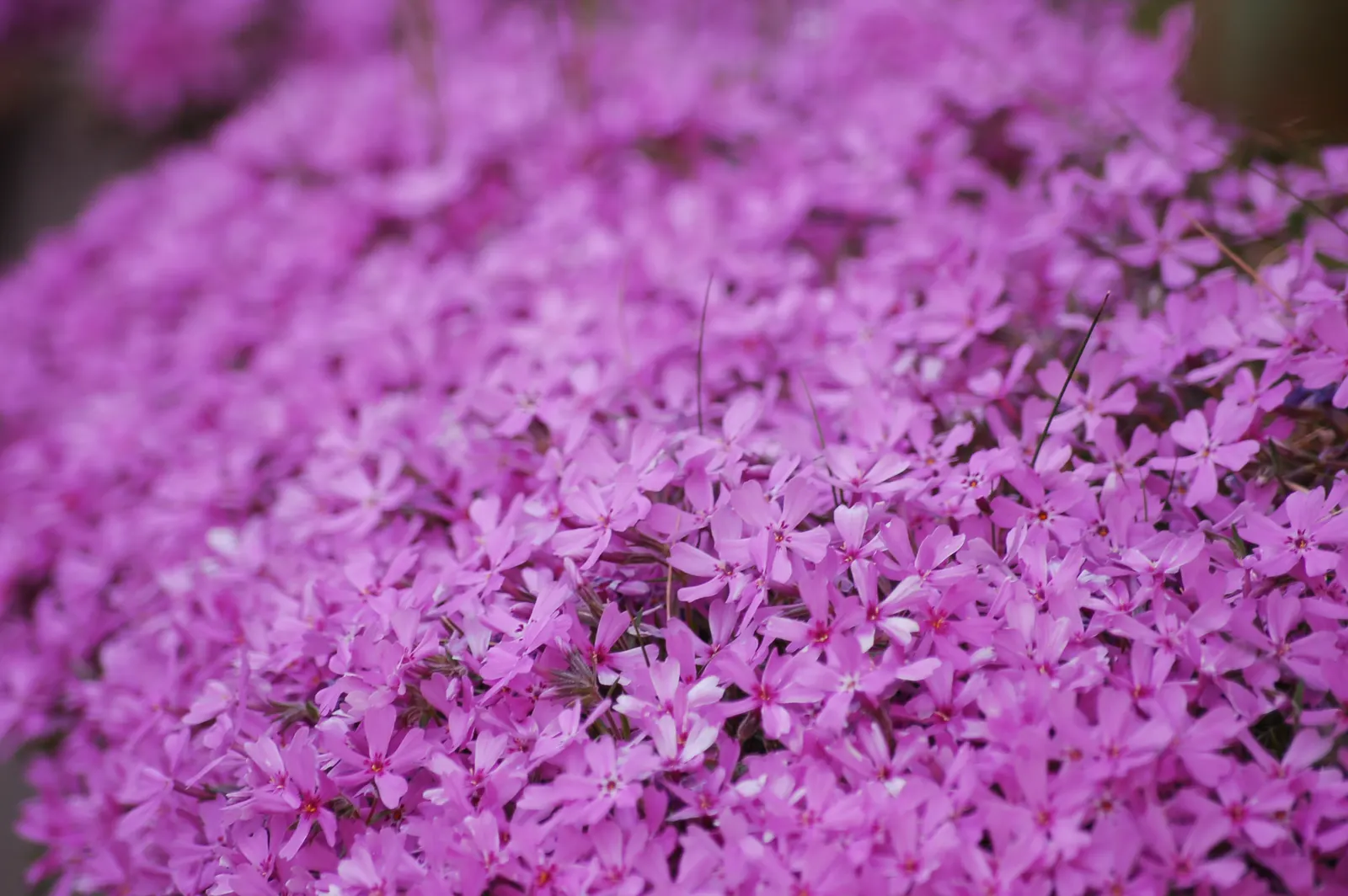 Moss Phlox (Phlox Subulata) — lending a fine-textured appearance year-round; perennial with purple blooms