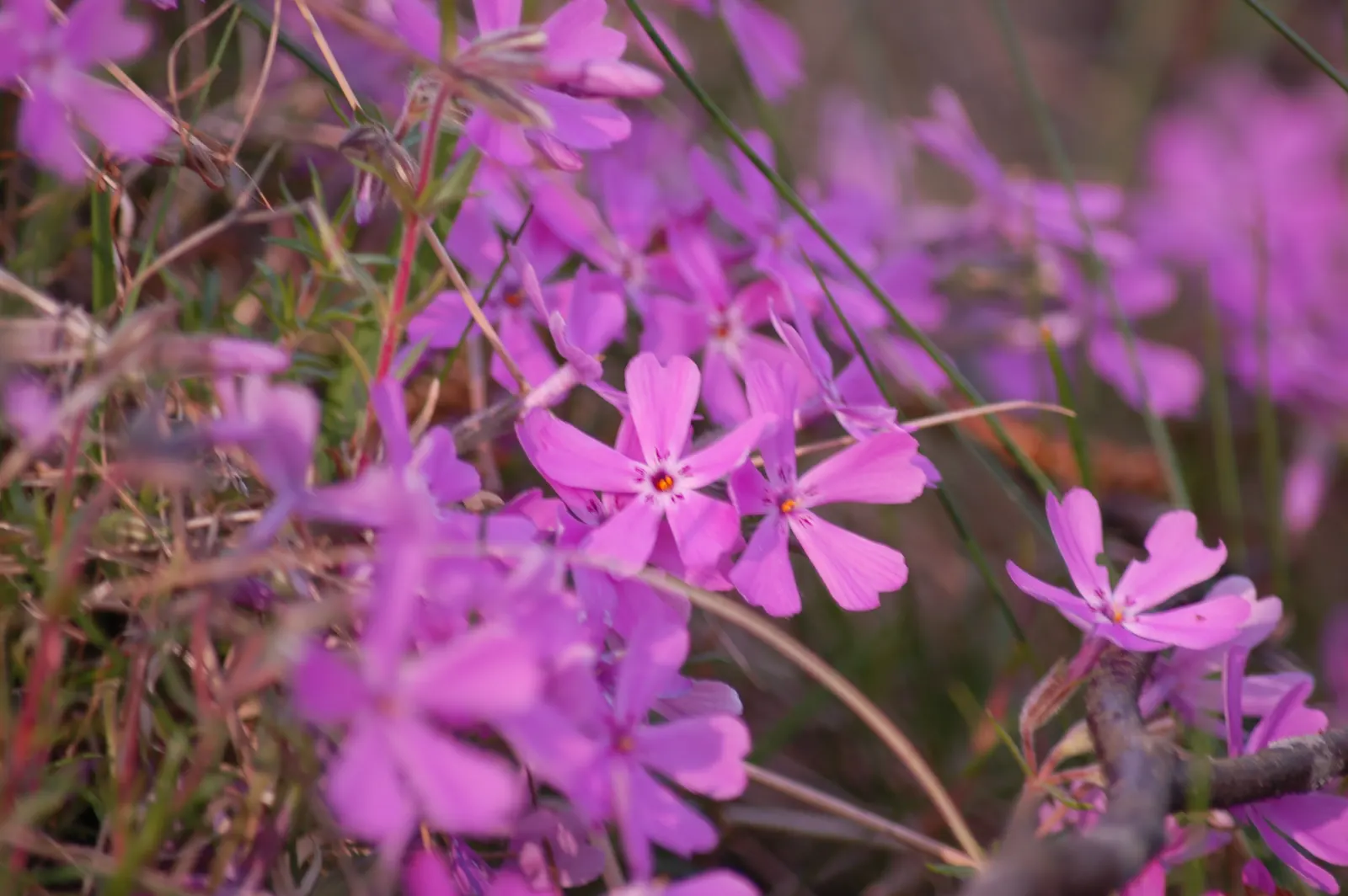 Moss Phlox (Phlox Subulata) — perennial with purple blooms