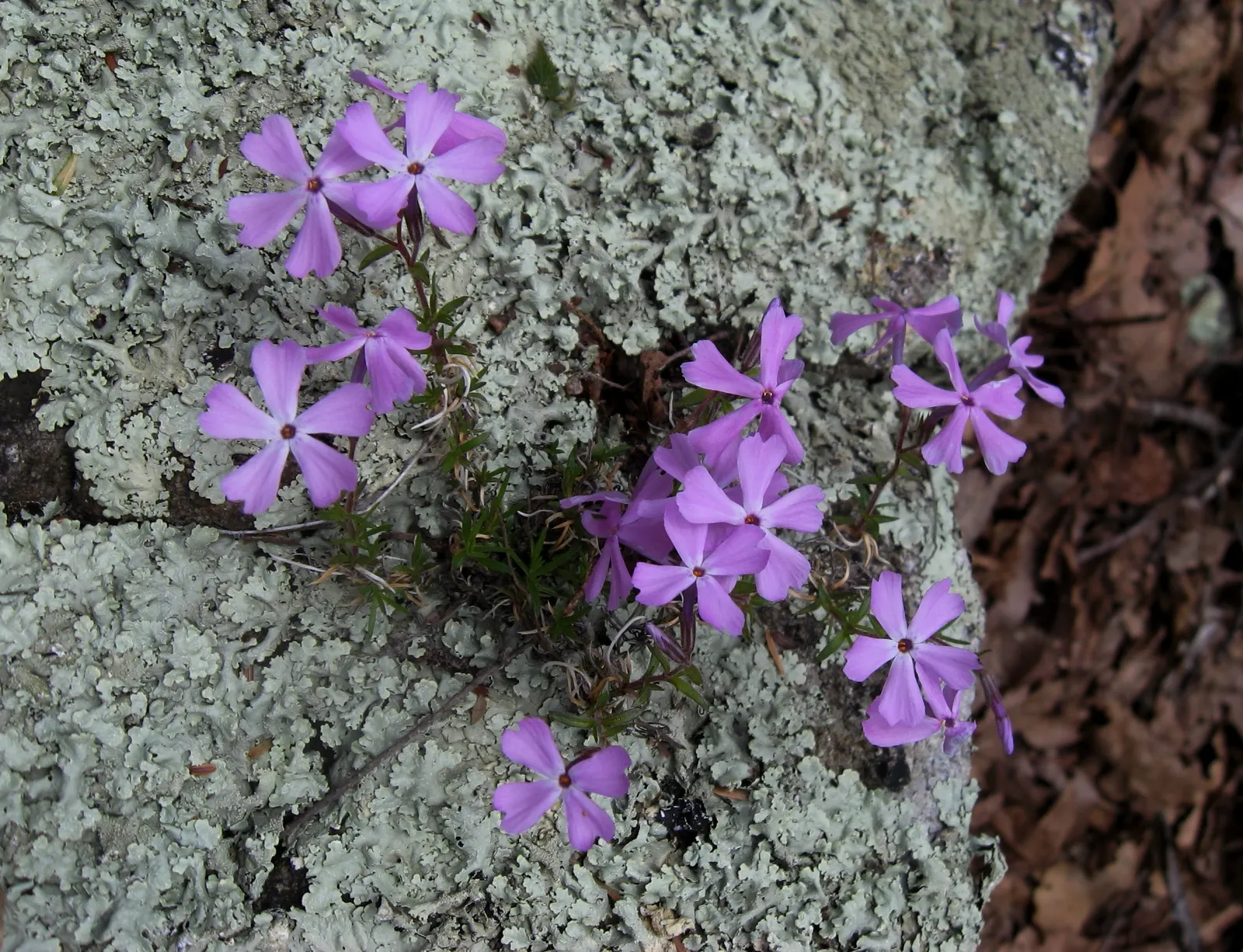 Moss Phlox (Phlox Subulata) — further enhancing its desirability for sustainable landscaping endeavors