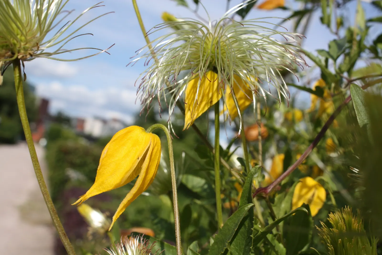 Golden Clematis (Clematis Tangutica) — vine for half or shade