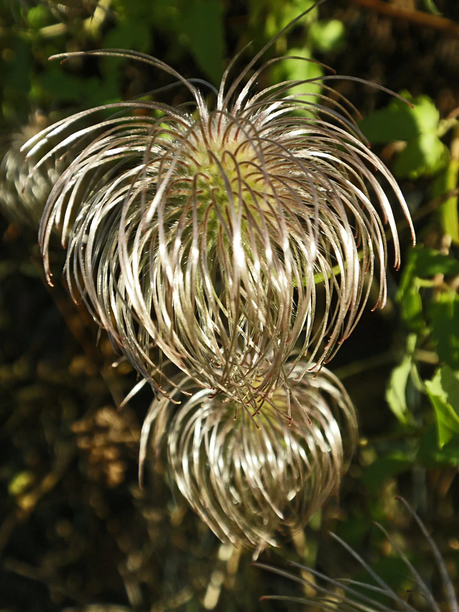 Golden Clematis (Clematis Tangutica) — Silky seed heads follow the flowers, adding interest