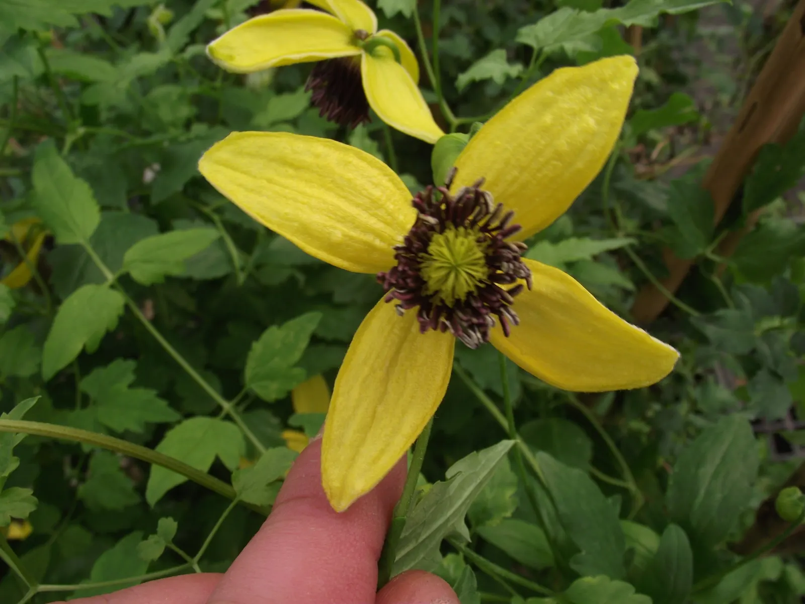 Golden Clematis (Clematis Tangutica) — Include this delightful plant in your garden design for a season-long display of golden charm; it showcases