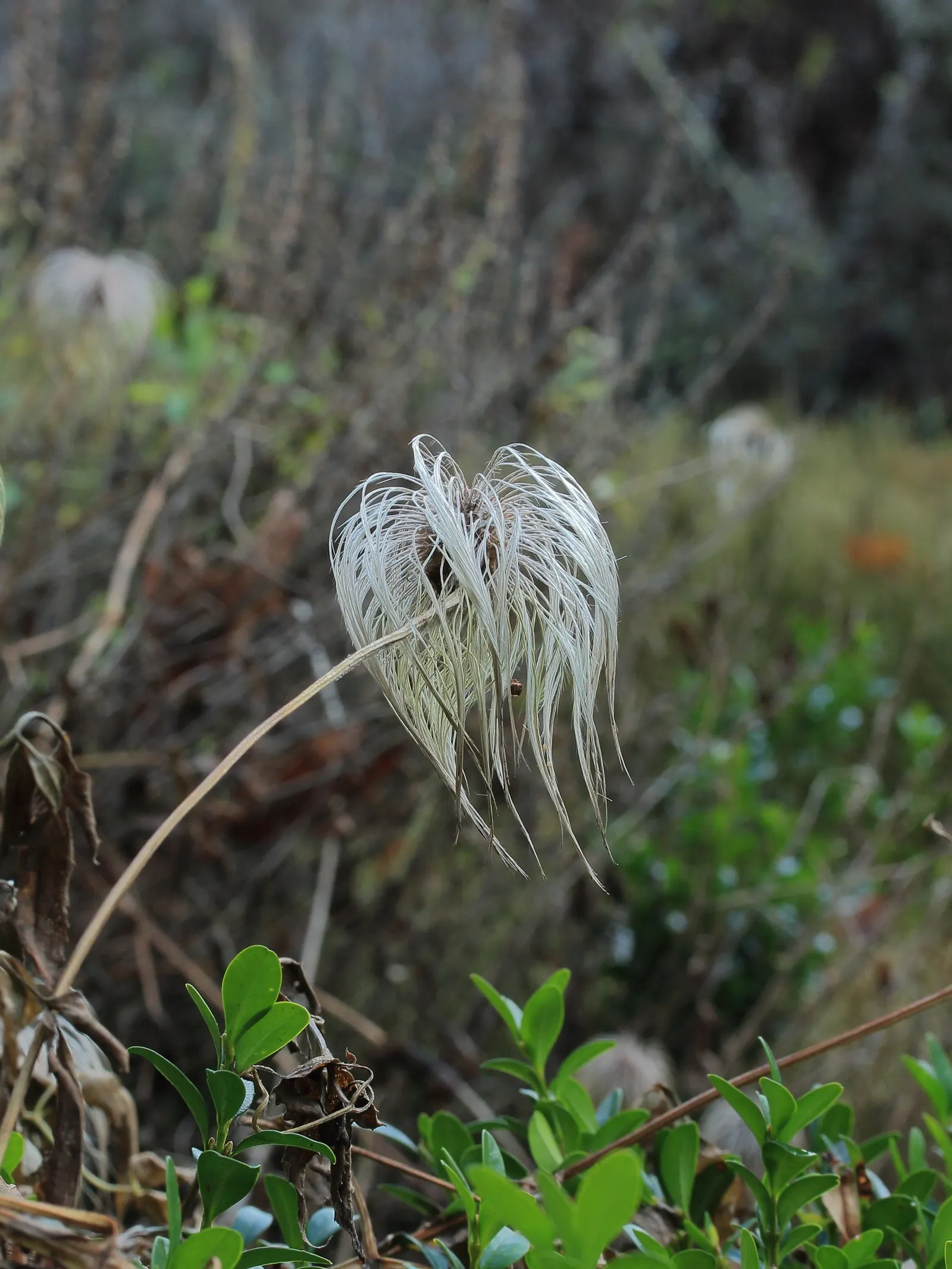 Golden Clematis (Clematis Tangutica) — Include this delightful plant in your garden design for a season-long display of golden charm