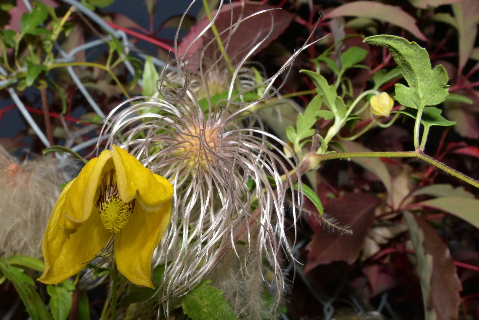 Golden Clematis (Clematis Tangutica) — This species is part of the Ranunculaceae family and is indigenous to the mountains of China and Mongolia; requiring