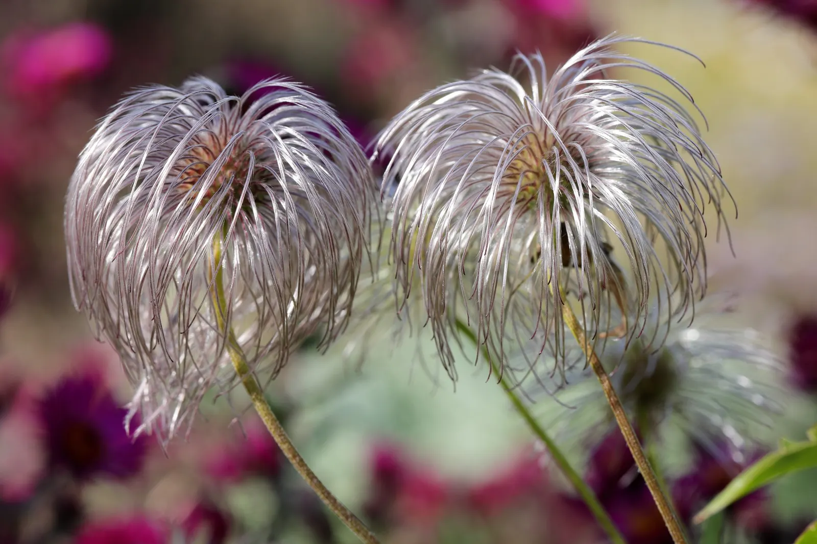 Golden Clematis (Clematis Tangutica) — Clematis tangutica can reach a height of 12 to 15 feet and a spread of 3 to 4 feet
