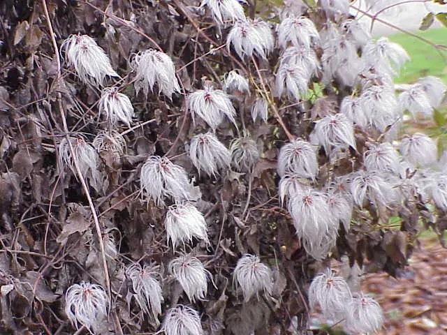 Golden Clematis (Clematis Tangutica) — Ideal for trellises, walls, and fences for a splash of color; golden Clematis (Clematis tangutica)