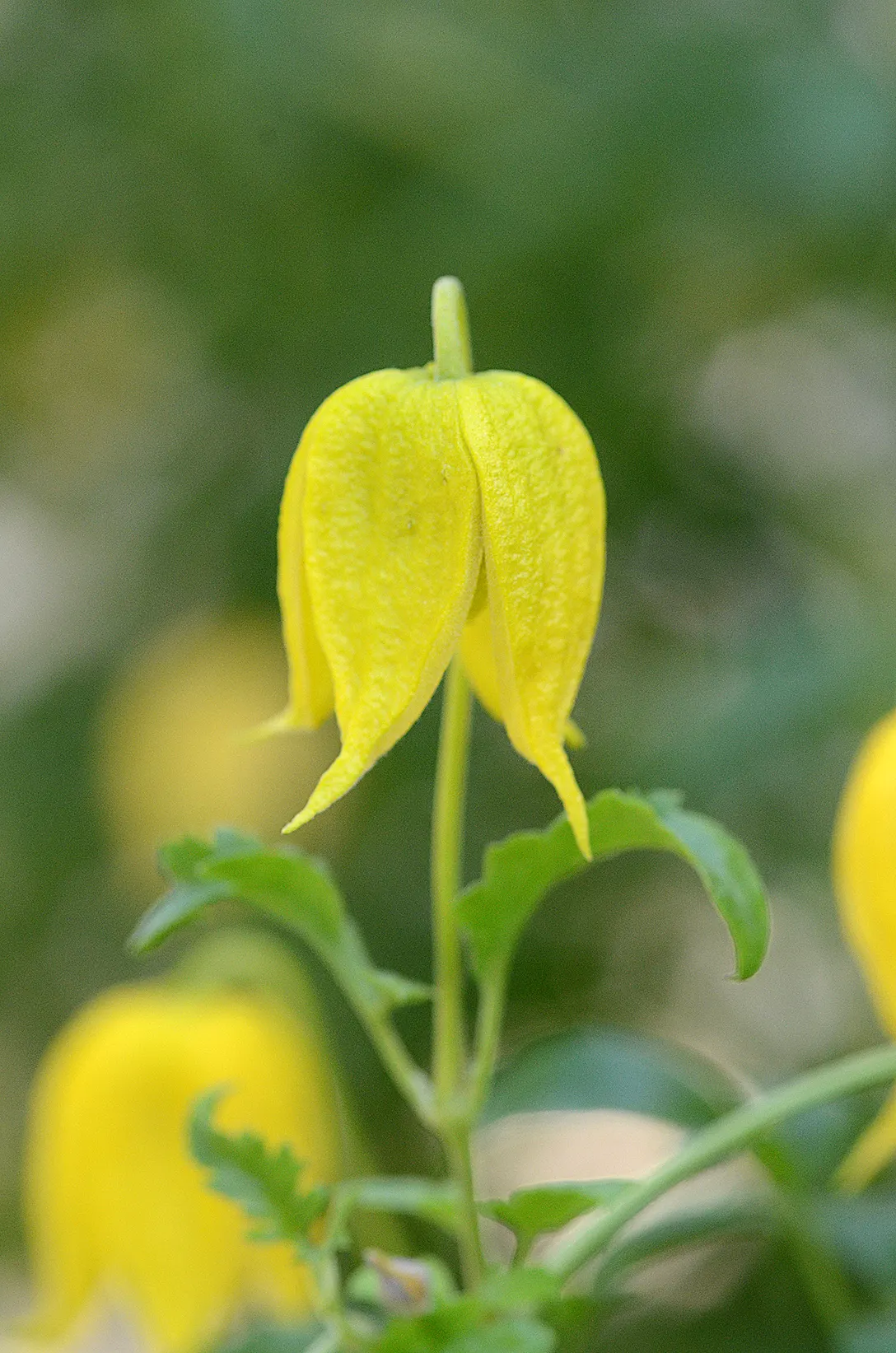 Golden Clematis (Clematis Tangutica) — Hardy in USDA zones 5 through 9; vine for half or shade