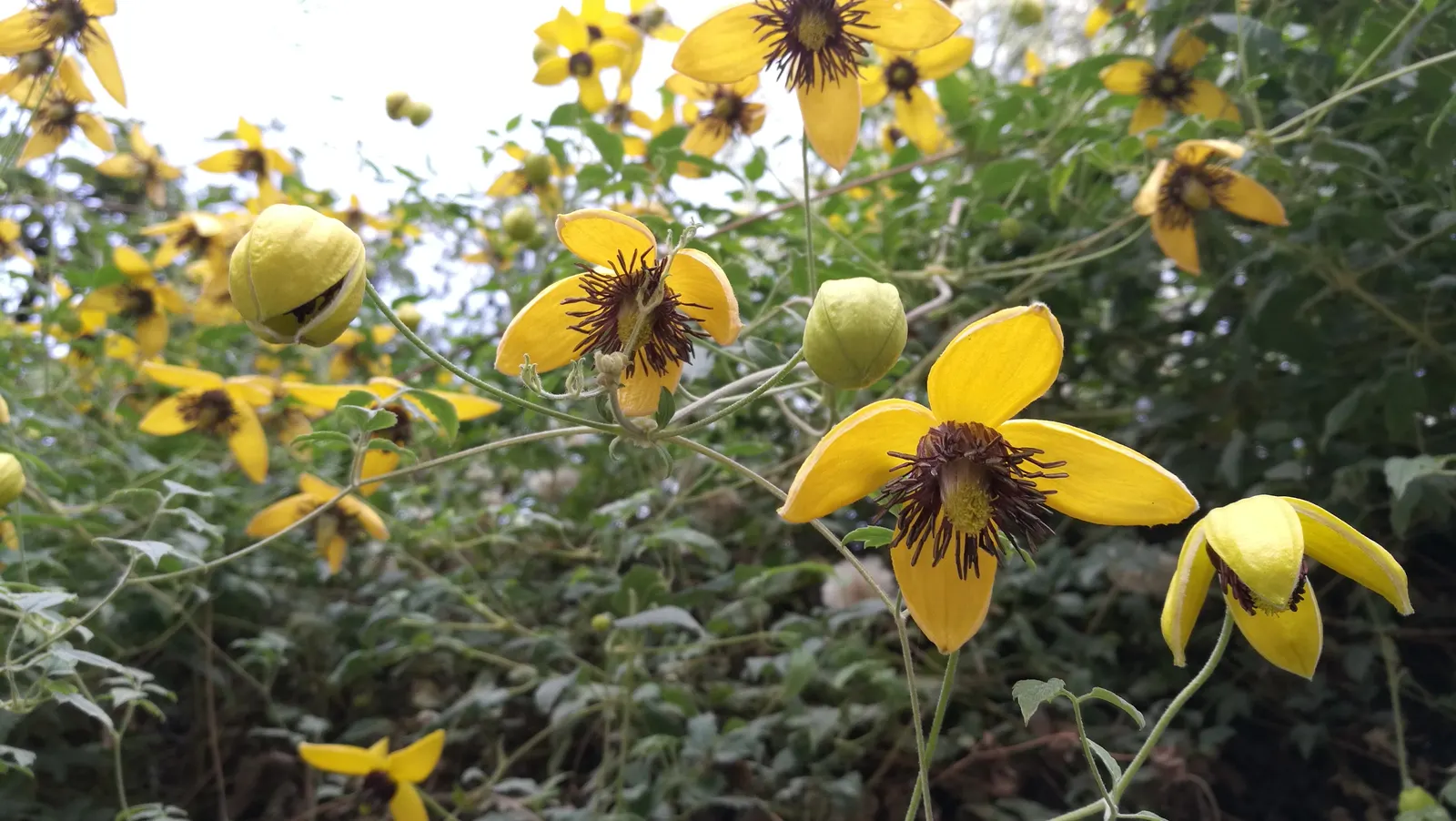 Golden Clematis (Clematis Tangutica) — Golden Clematis (Clematis tangutica); clematis tangutica can reach a height of 12 to 15 feet and a spread of 3 to 4 feet