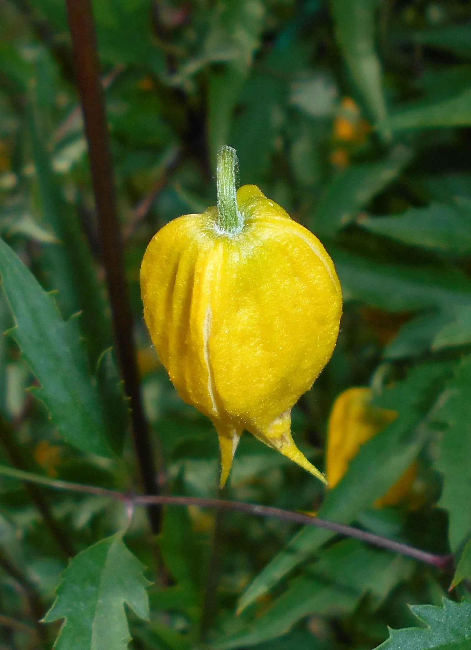 Golden Clematis (Clematis Tangutica) — This sun-loving vine thrives in well-drained soil with a growth rate of 3-4 feet per season