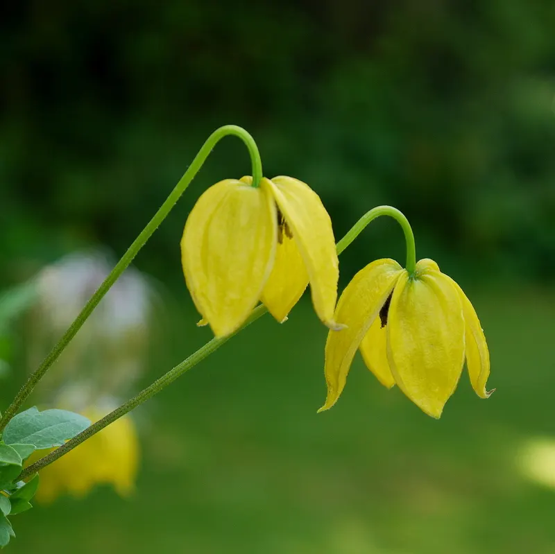 Golden Clematis (Clematis Tangutica) — Golden Clematis is relatively drought-tolerant; making it an excellent choice for covering trellises