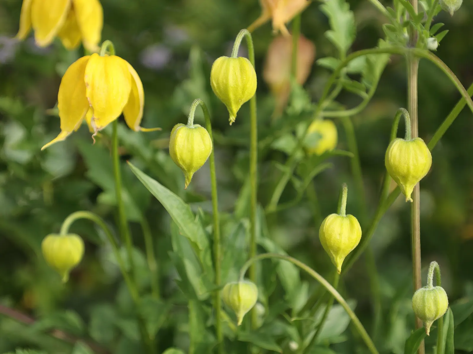 Golden Clematis (Clematis Tangutica) — Its foliage is comprised of medium to dark green leaves that can span 2 to 5 inches long