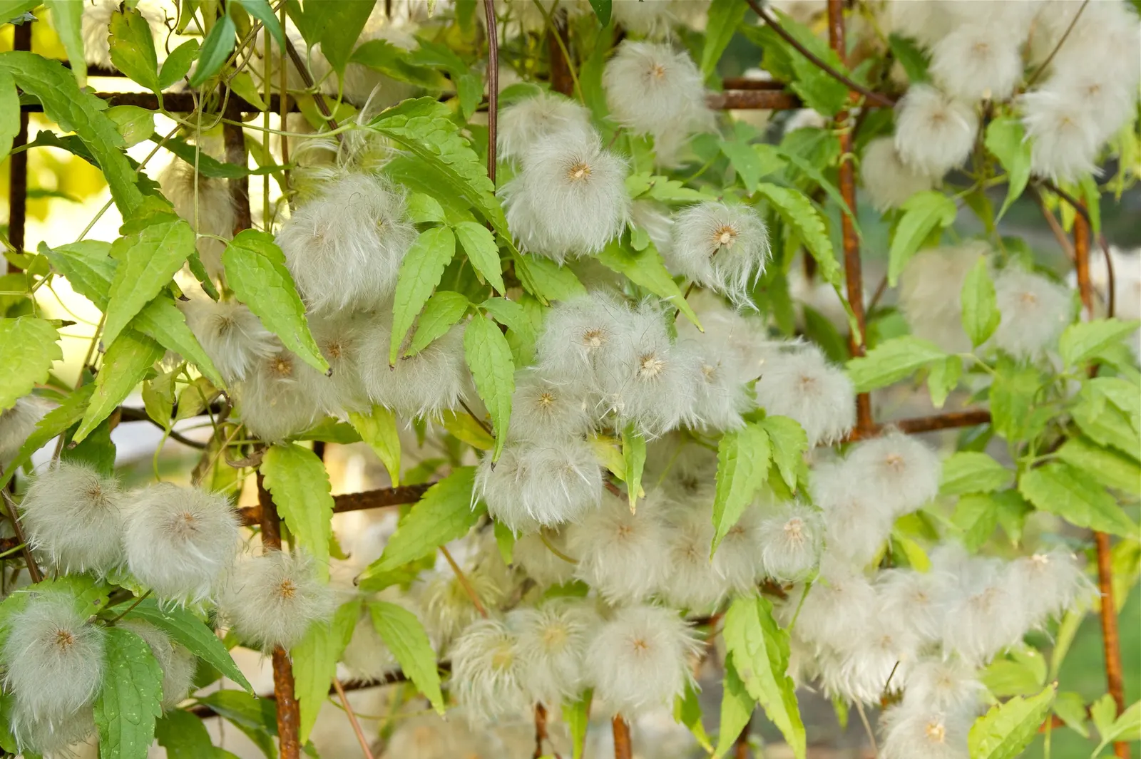 Golden Clematis (Clematis Tangutica) — Golden Clematis (Clematis tangutica)