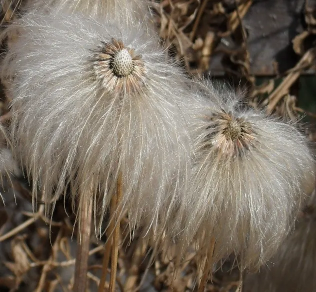 Golden Clematis (Clematis Tangutica) — This species is part of the Ranunculaceae family and is indigenous to the mountains of China and Mongolia
