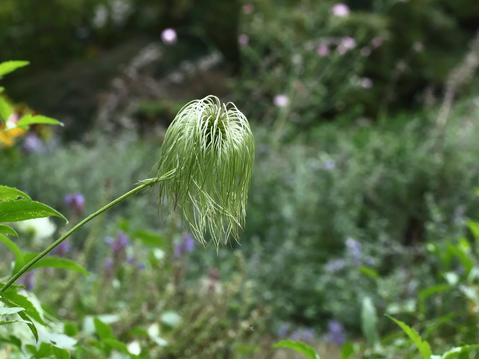 Golden Clematis (Clematis Tangutica) — This sun-loving vine thrives in well-drained soil with a growth rate of 3-4 feet per season; vine with yellow blooms
