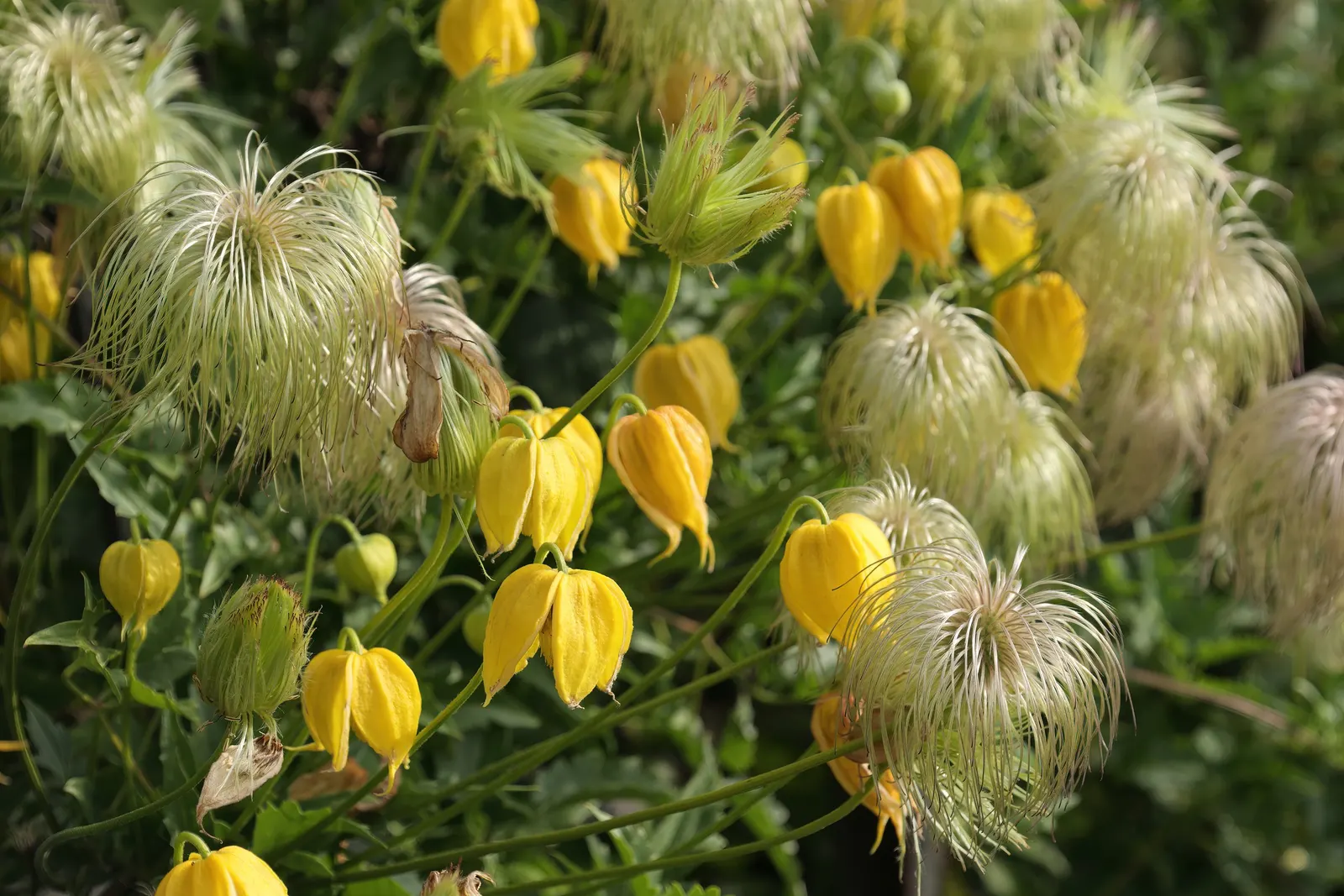 Golden Clematis (Clematis Tangutica) — Hardy in USDA zones 5 through 9