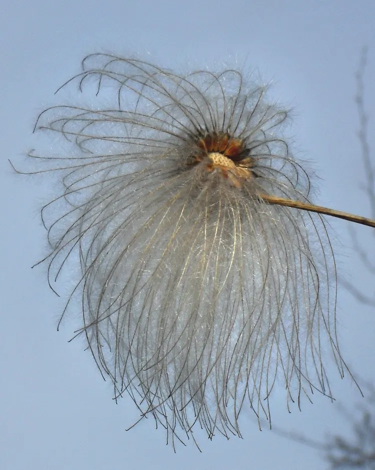 Golden Clematis (Clematis Tangutica) — adding textural interest well into winter