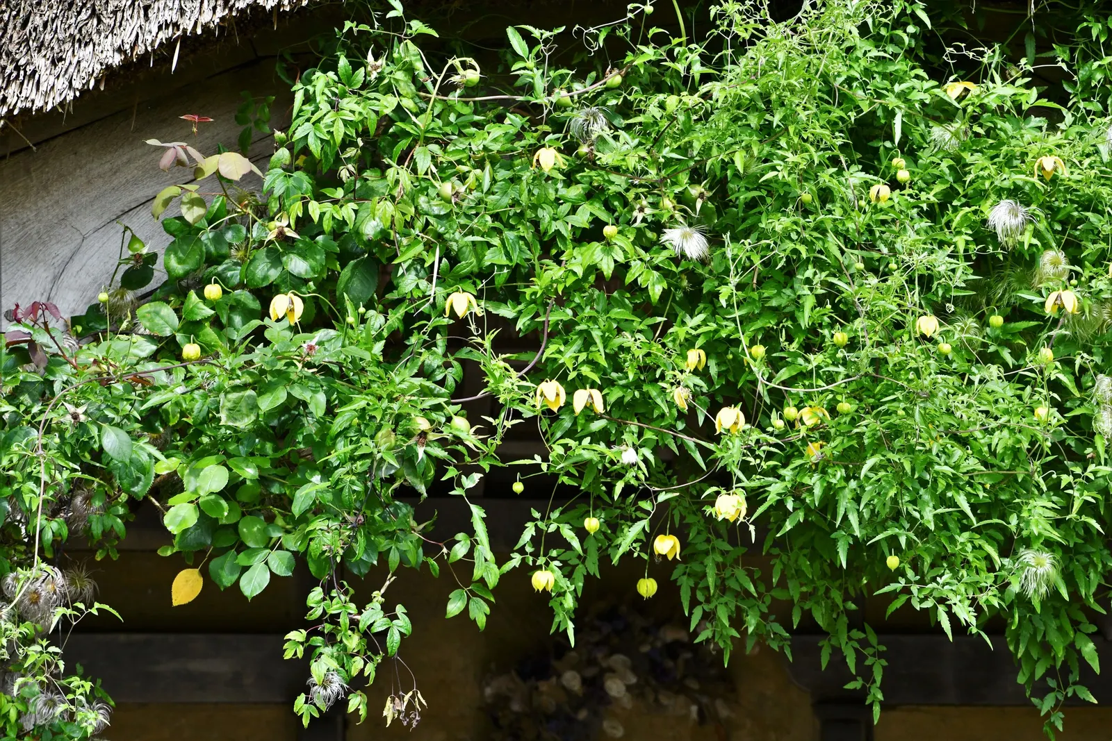 Golden Clematis (Clematis Tangutica) — adding textural interest well into winter; hardy in USDA zones 5 through 9