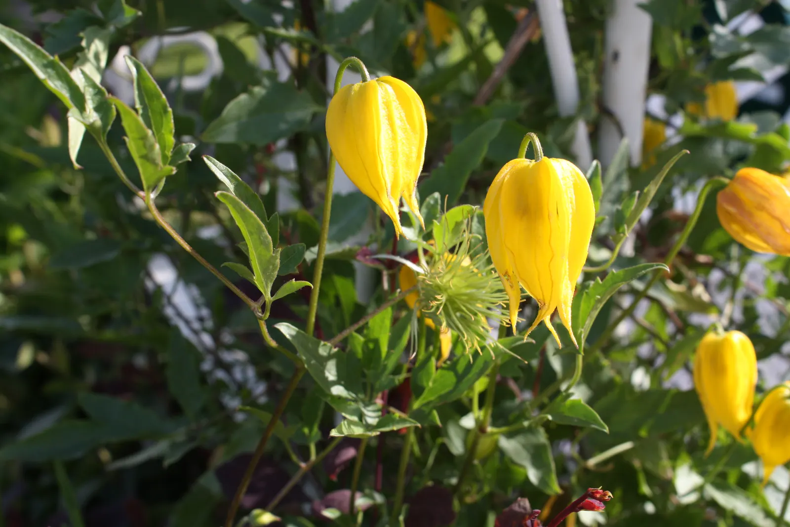 Golden Clematis (Clematis Tangutica) — lantern-shaped yellow blooms