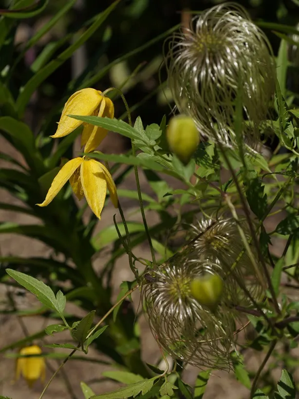 Golden Clematis (Clematis Tangutica) — Silky seed heads follow the flowers, adding interest; adding textural interest well into winter
