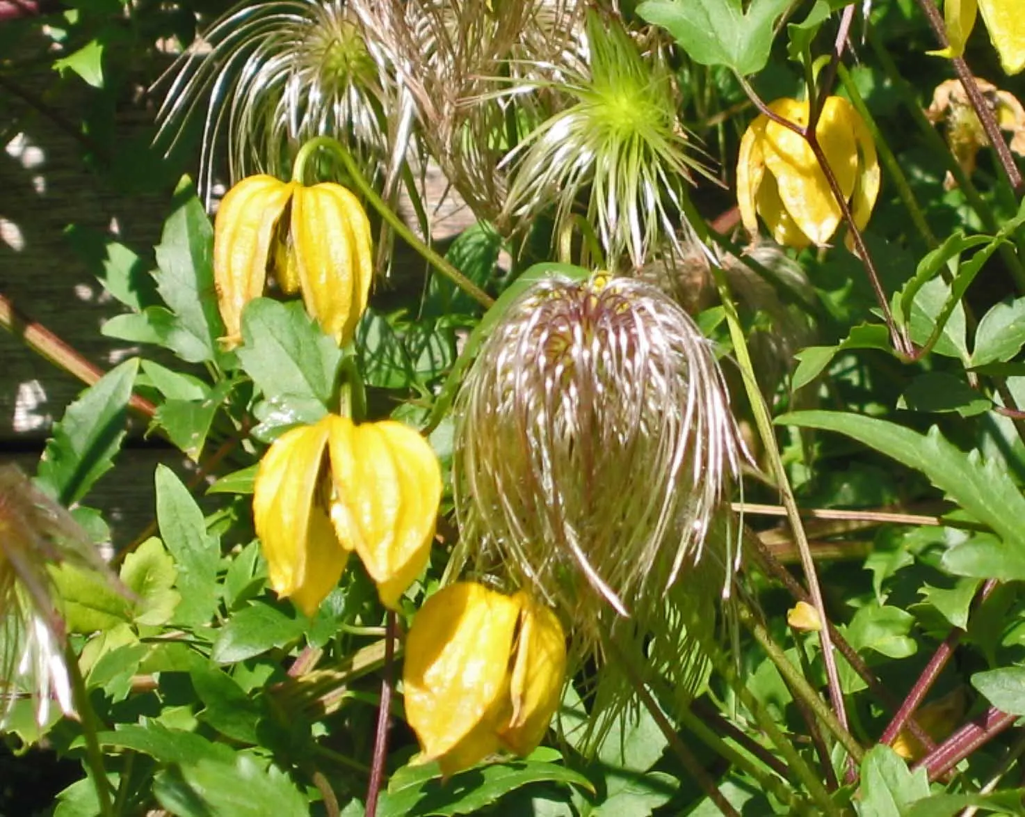 Golden Clematis (Clematis Tangutica) — lantern-shaped yellow blooms; brings a vibrant splash of color to any landscape design with its profusion of nodding