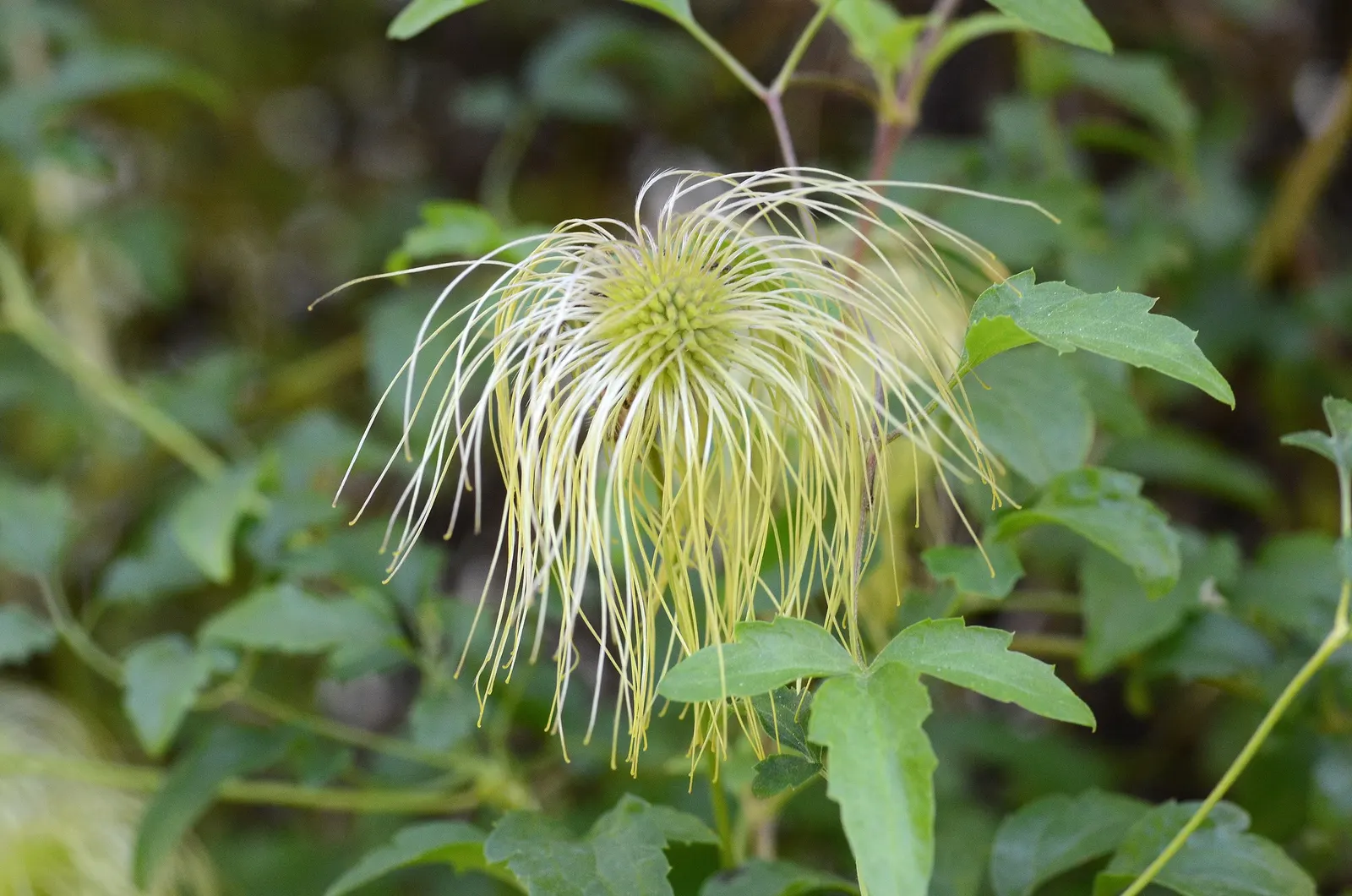 Golden Clematis (Clematis Tangutica) — each averaging 1 to 2 inches in diameter; or even as a groundcover when given no vertical structure to climb