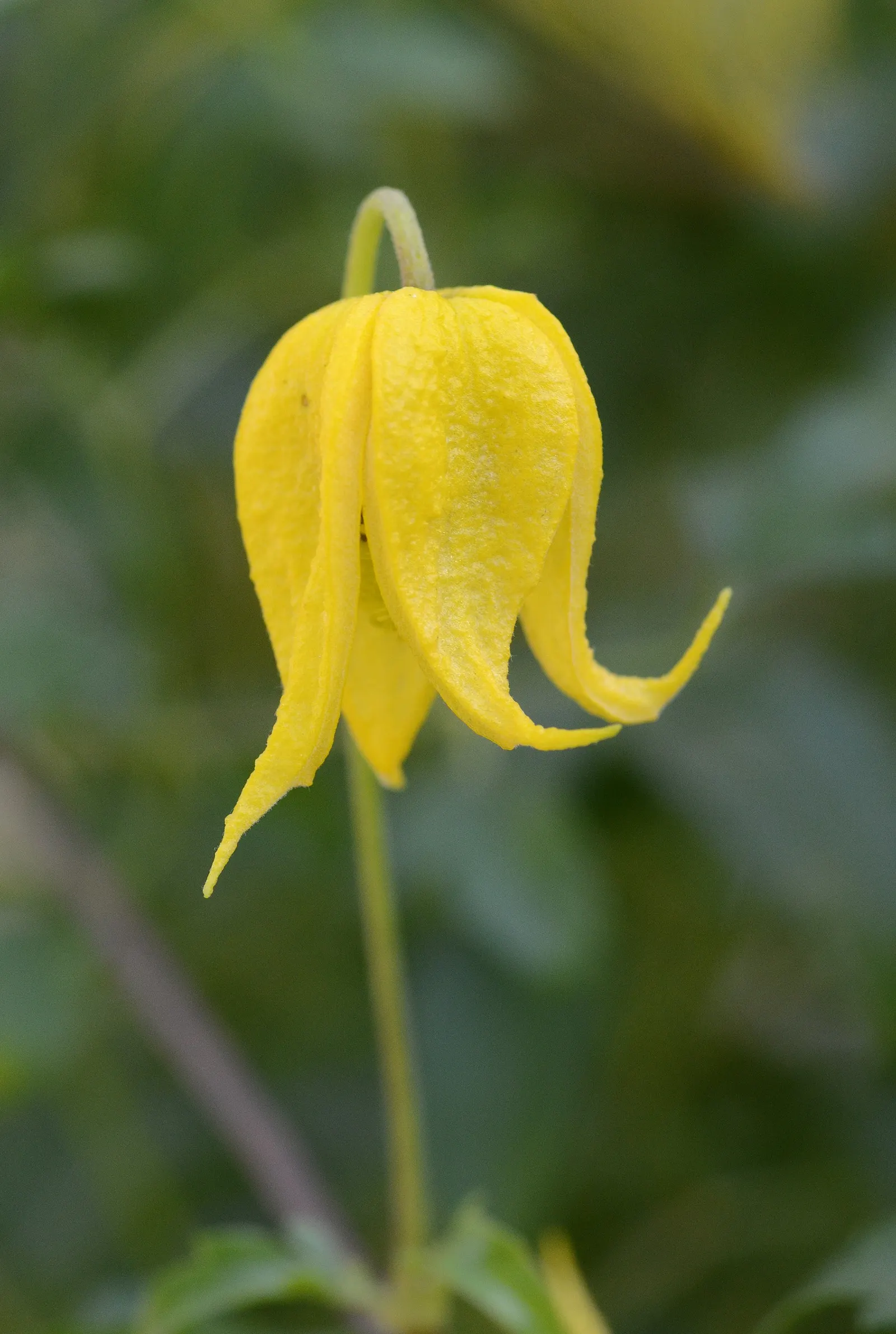 Golden Clematis (Clematis Tangutica) — a captivating perennial vine; this vigorous vine thrives in well-drained soils with regular watering to establish a deep