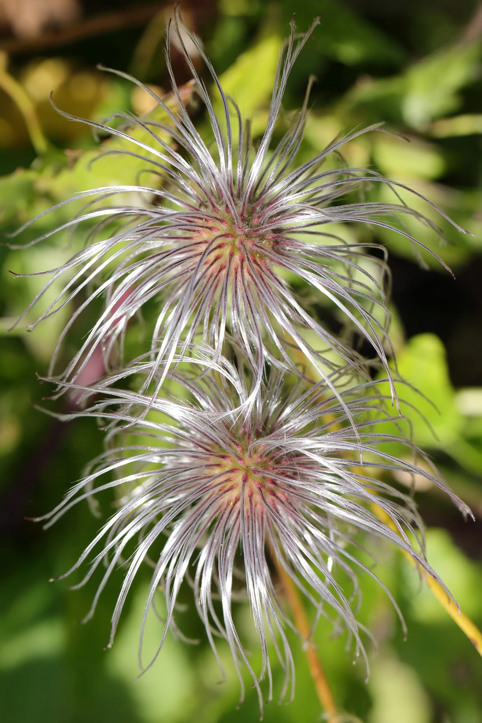 Golden Clematis (Clematis Tangutica) — vine with yellow blooms