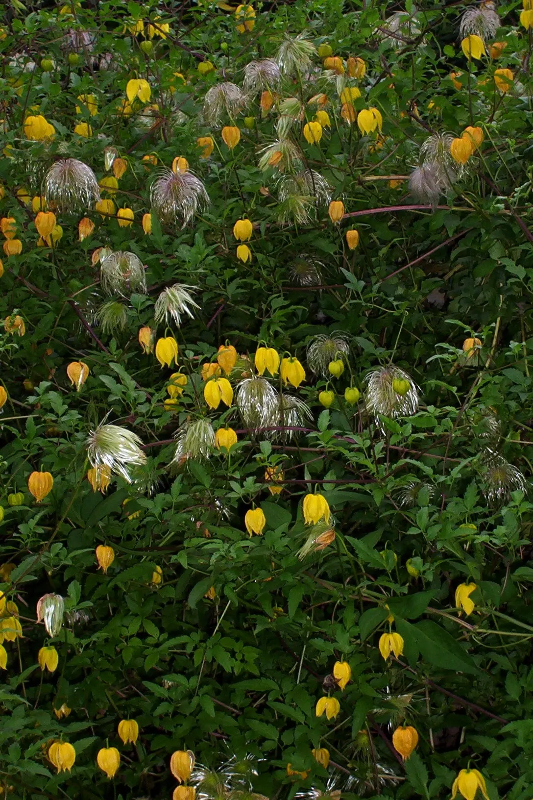 Golden Clematis (Clematis Tangutica) — the blossoms give way to showy; often thriving in full sun to partial shade conditions.<br><br>With a robust climbing