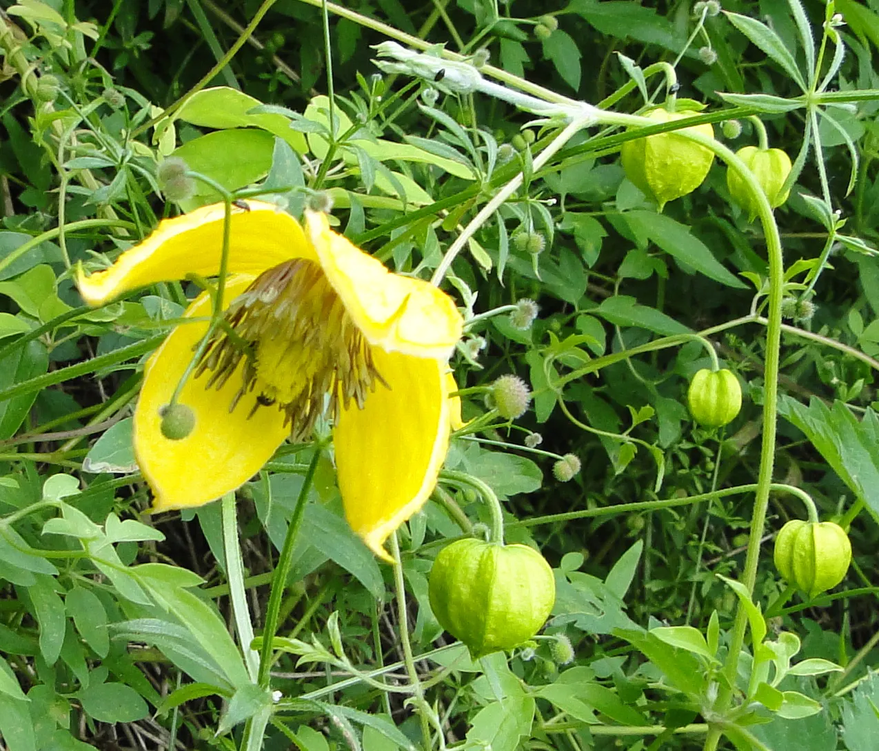 Golden Clematis (Clematis Tangutica) — making it an excellent choice for covering trellises; the blossoms give way to showy