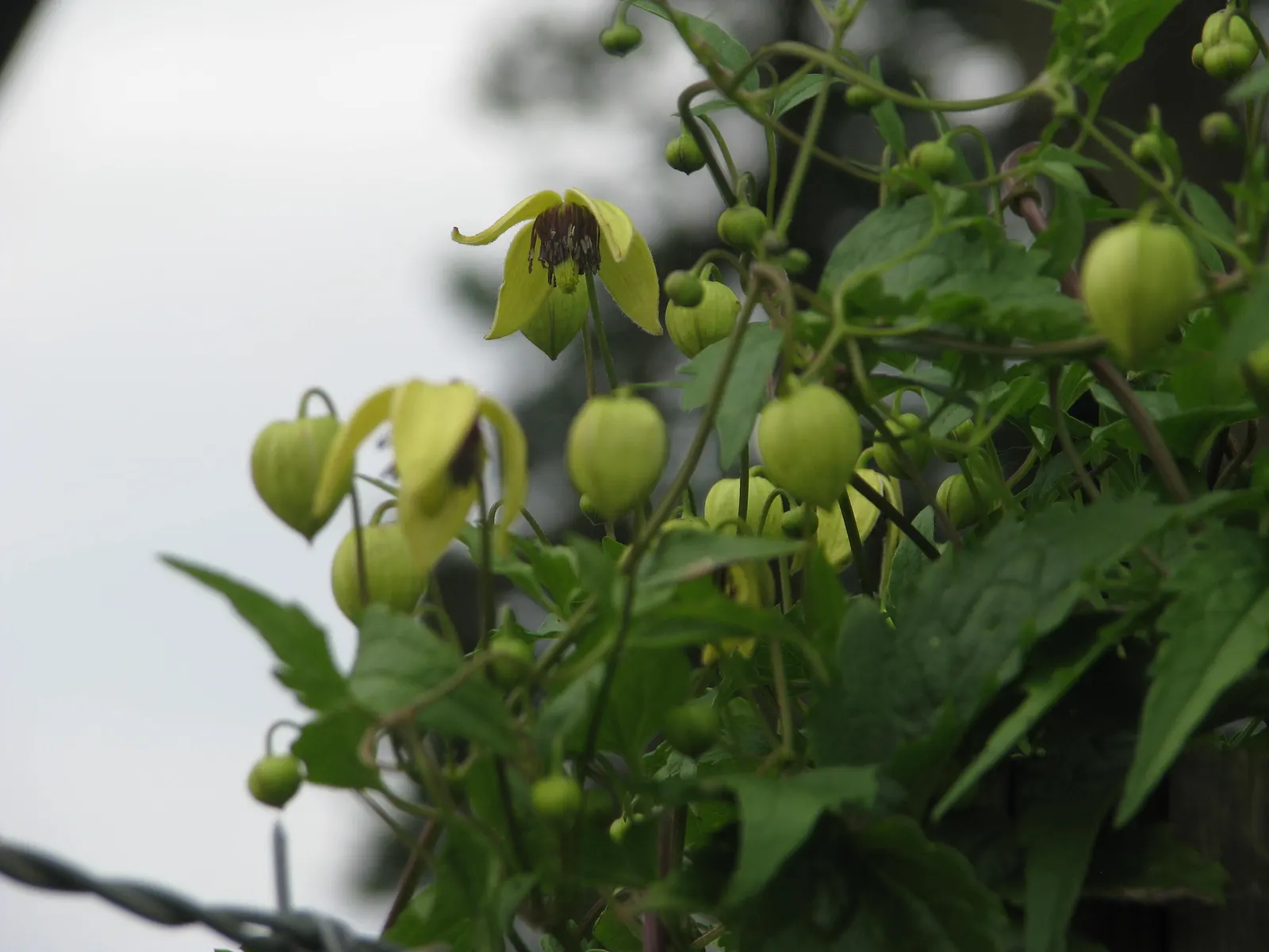 Golden Clematis (Clematis Tangutica) — requiring minimal maintenance beyond the occasional pruning to control size and encourage healthy new growth; golden