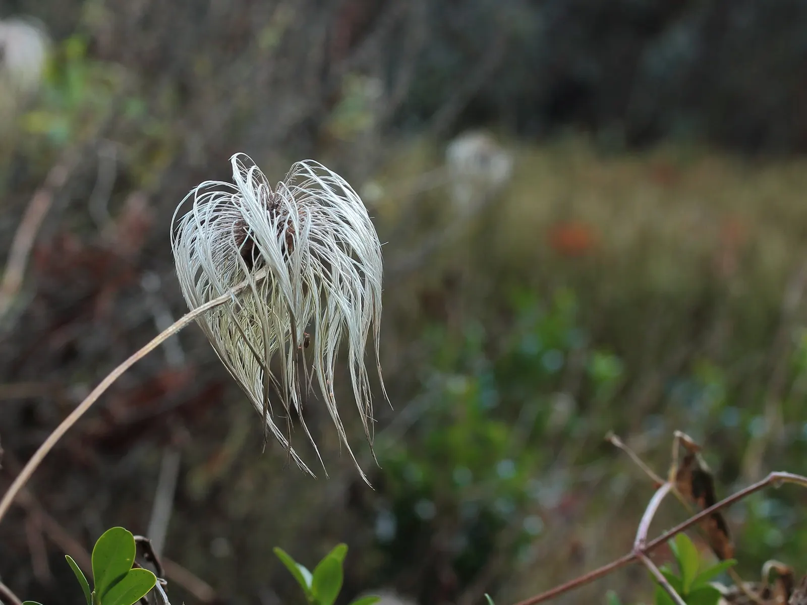 Golden Clematis (Clematis Tangutica) — Ideal for trellises, walls, and fences for a splash of color