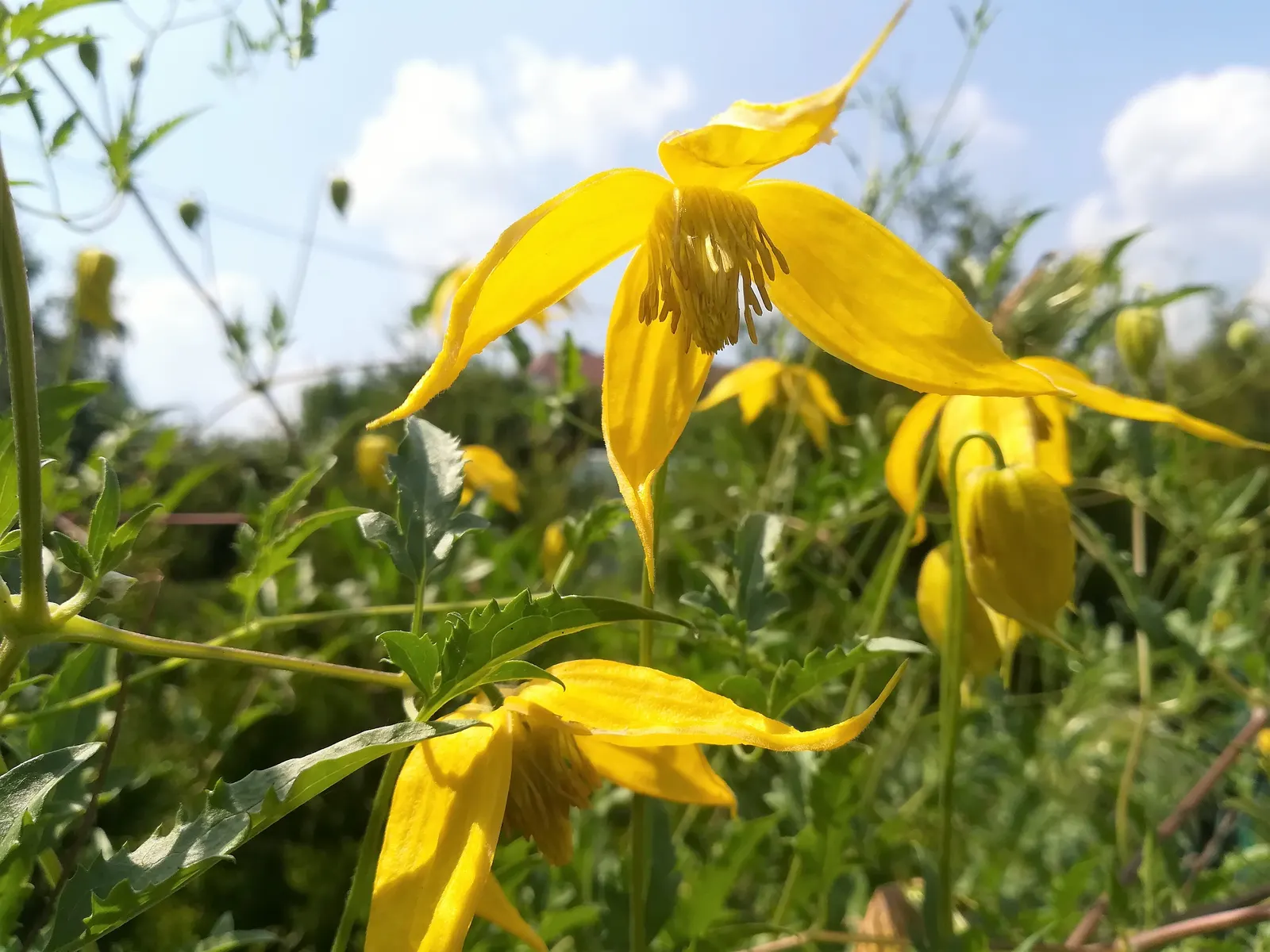 Golden Clematis (Clematis Tangutica) — Its foliage is comprised of medium to dark green leaves that can span 2 to 5 inches long; ideal for trellises, walls