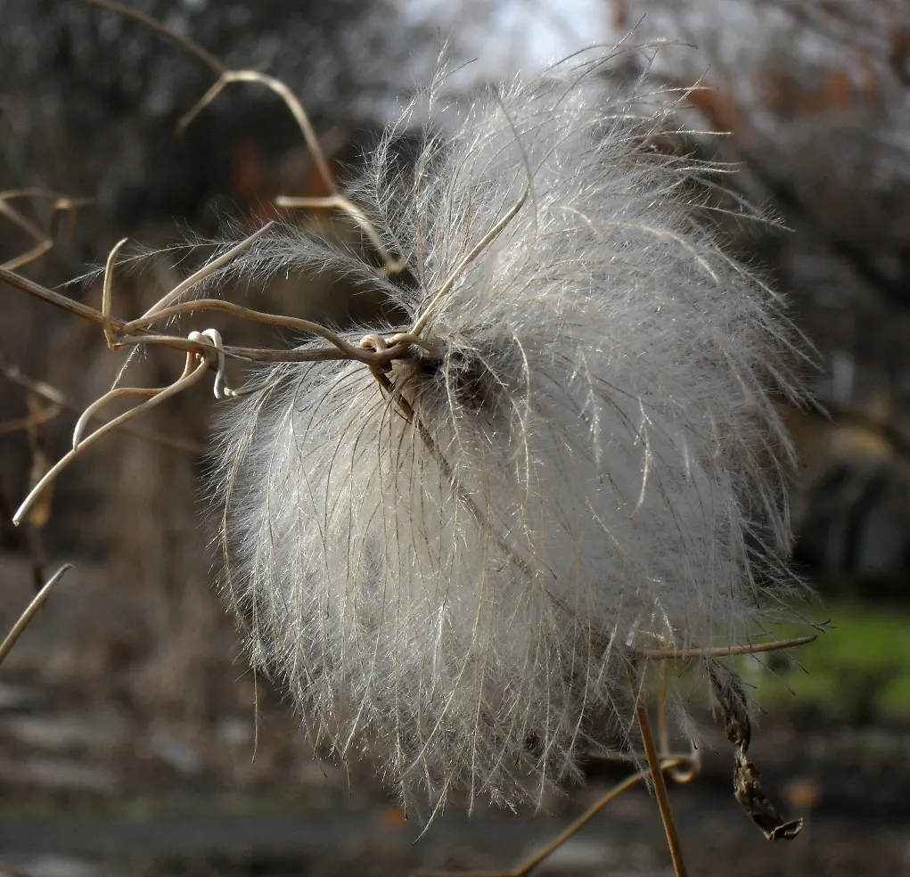 Golden Clematis (Clematis Tangutica) — making it an excellent choice for covering trellises
